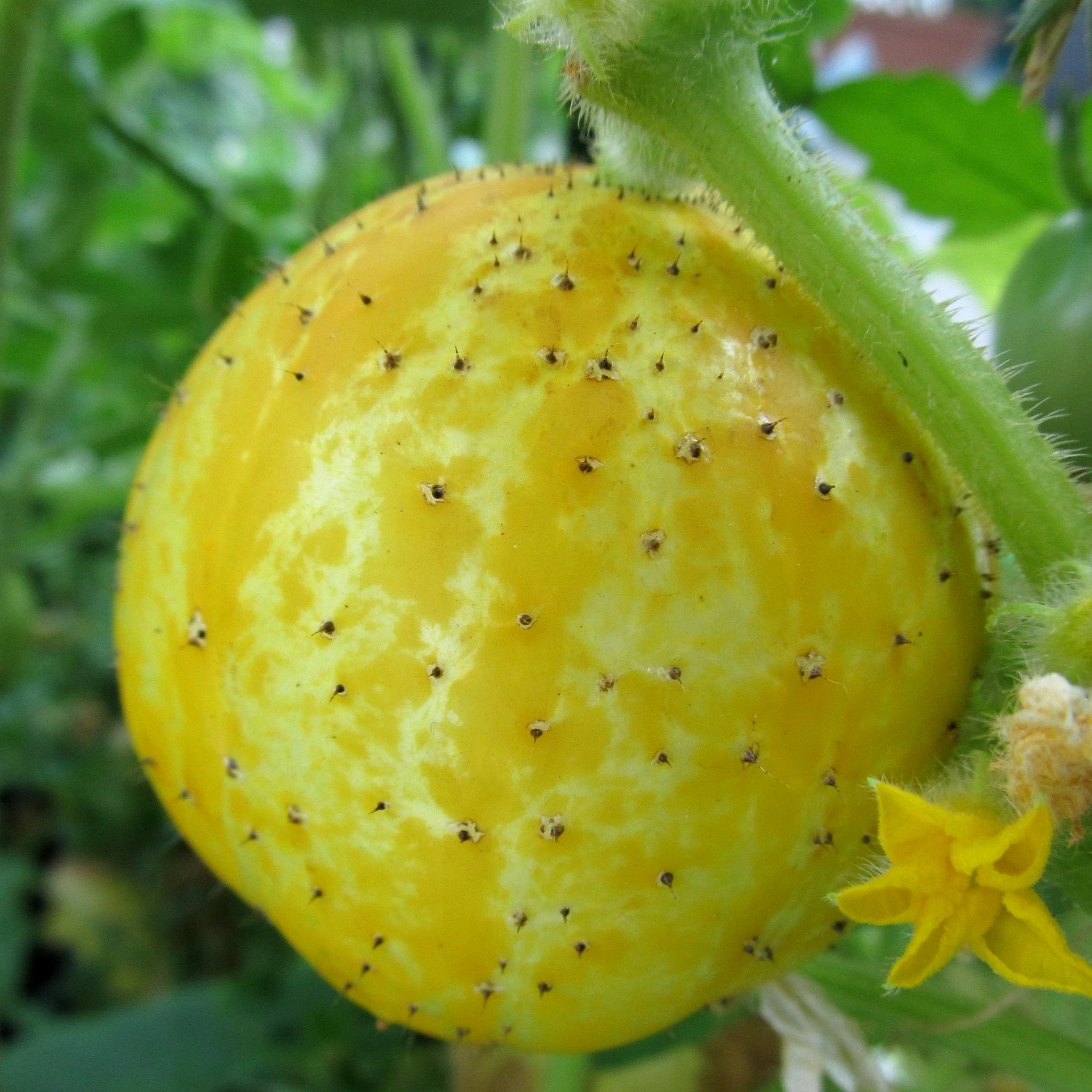 Roots Plants 3 Organic 'Crystal Lemon' Cucumber Plants Cucumbers 3 Roots Plants 3 Organic 'Crystal Lemon' Cucumber Plants Cucumbers