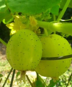 Roots Plants 3 Organic 'Crystal Lemon' Cucumber Plants Cucumbers 13 Roots Plants 3 Organic 'Crystal Lemon' Cucumber Plants Cucumbers