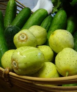 Roots Plants 3 Organic 'Crystal Lemon' Cucumber Plants Cucumbers 11 Roots Plants 3 Organic 'Crystal Lemon' Cucumber Plants Cucumbers