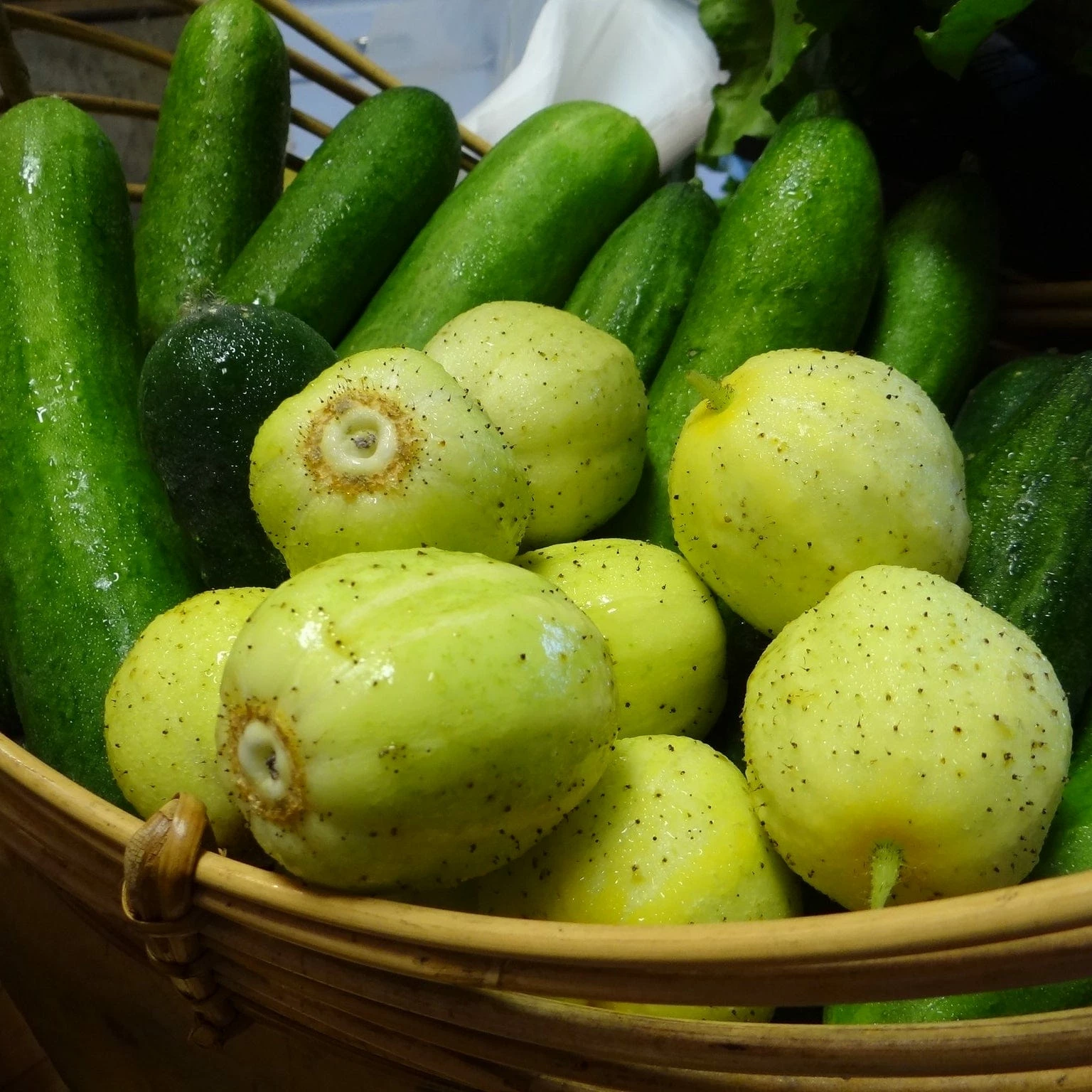 Roots Plants 3 Organic 'Crystal Lemon' Cucumber Plants Cucumbers 5 Roots Plants 3 Organic 'Crystal Lemon' Cucumber Plants Cucumbers