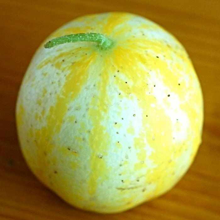 Roots Plants 3 Organic 'Crystal Lemon' Cucumber Plants Cucumbers 8 Roots Plants 3 Organic 'Crystal Lemon' Cucumber Plants Cucumbers