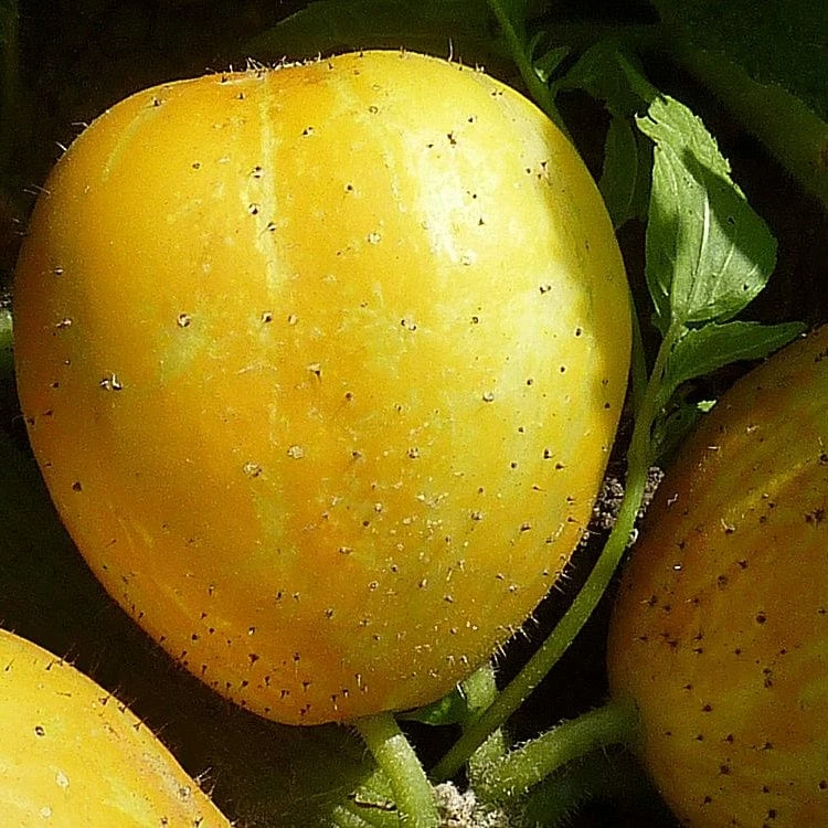 Roots Plants 3 Organic 'Crystal Lemon' Cucumber Plants Cucumbers 4 Roots Plants 3 Organic 'Crystal Lemon' Cucumber Plants Cucumbers