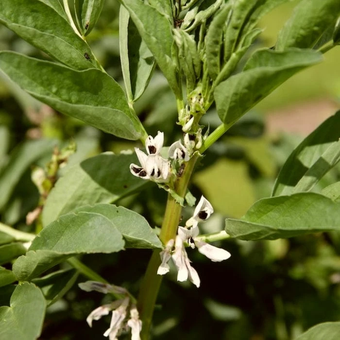 Roots Plants 10 Organic 'Aquadulce Claudia' Broad Bean Plants Peas & Beans 5 Roots Plants 10 Organic 'Aquadulce Claudia' Broad Bean Plants Peas & Beans