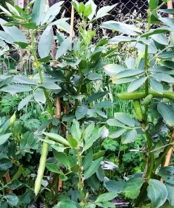 Roots Plants 10 Organic 'Aquadulce Claudia' Broad Bean Plants Peas & Beans 14 Roots Plants 10 Organic 'Aquadulce Claudia' Broad Bean Plants Peas & Beans