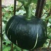 Roots Plants Root Vegetables 3 Organic 'Buttercup' Winter Squash Plants