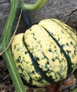 Roots Plants 3 Organic'Sweet Dumpling' Winter Squash Plants