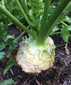 Roots Plants 10 Organic 'Giant Prague' Celeriac Plants
