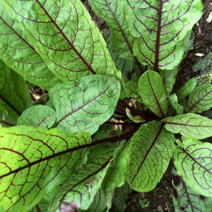 Roots Plants All Vegetable Plants 10 Organic 'Red Veined' Sorrel Plants 3 Roots Plants All Vegetable Plants 10 Organic 'Red Veined' Sorrel Plants