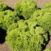 Roots Plants 10 Organic 'Lollo Biondi' Lettuce Plants