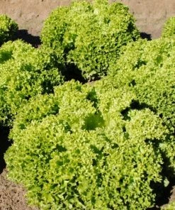 Roots Plants 10 Organic 'Lollo Biondi' Lettuce Plants