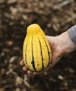 Roots Plants 3 Organic'Cornells Bush Delicata' Winter Squash Plants
