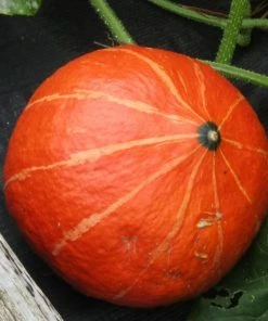 Roots Plants 3 Organic 'Uchiki Kuri' Winter Squash Plants Root Vegetables 10 Roots Plants 3 Organic 'Uchiki Kuri' Winter Squash Plants Root Vegetables