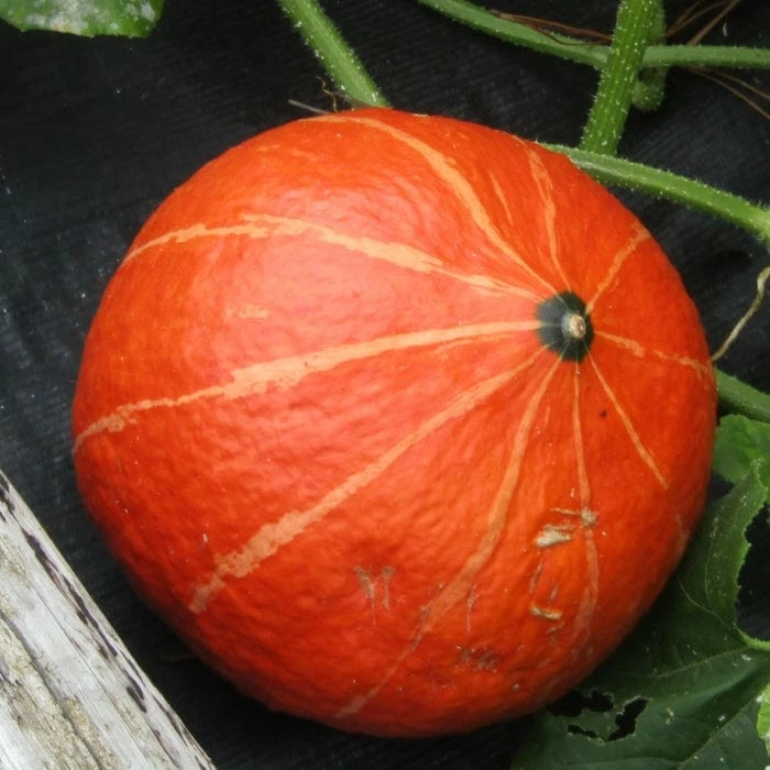 Roots Plants 3 Organic 'Uchiki Kuri' Winter Squash Plants Root Vegetables 4 Roots Plants 3 Organic 'Uchiki Kuri' Winter Squash Plants Root Vegetables