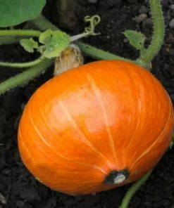 Roots Plants 3 Organic'Uchiki Kuri' Winter Squash Plants Root Vegetables