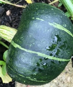 Roots Plants 3 Organic 'Honey Bear' Winter Squash Plants 15 Roots Plants 3 Organic 'Honey Bear' Winter Squash Plants