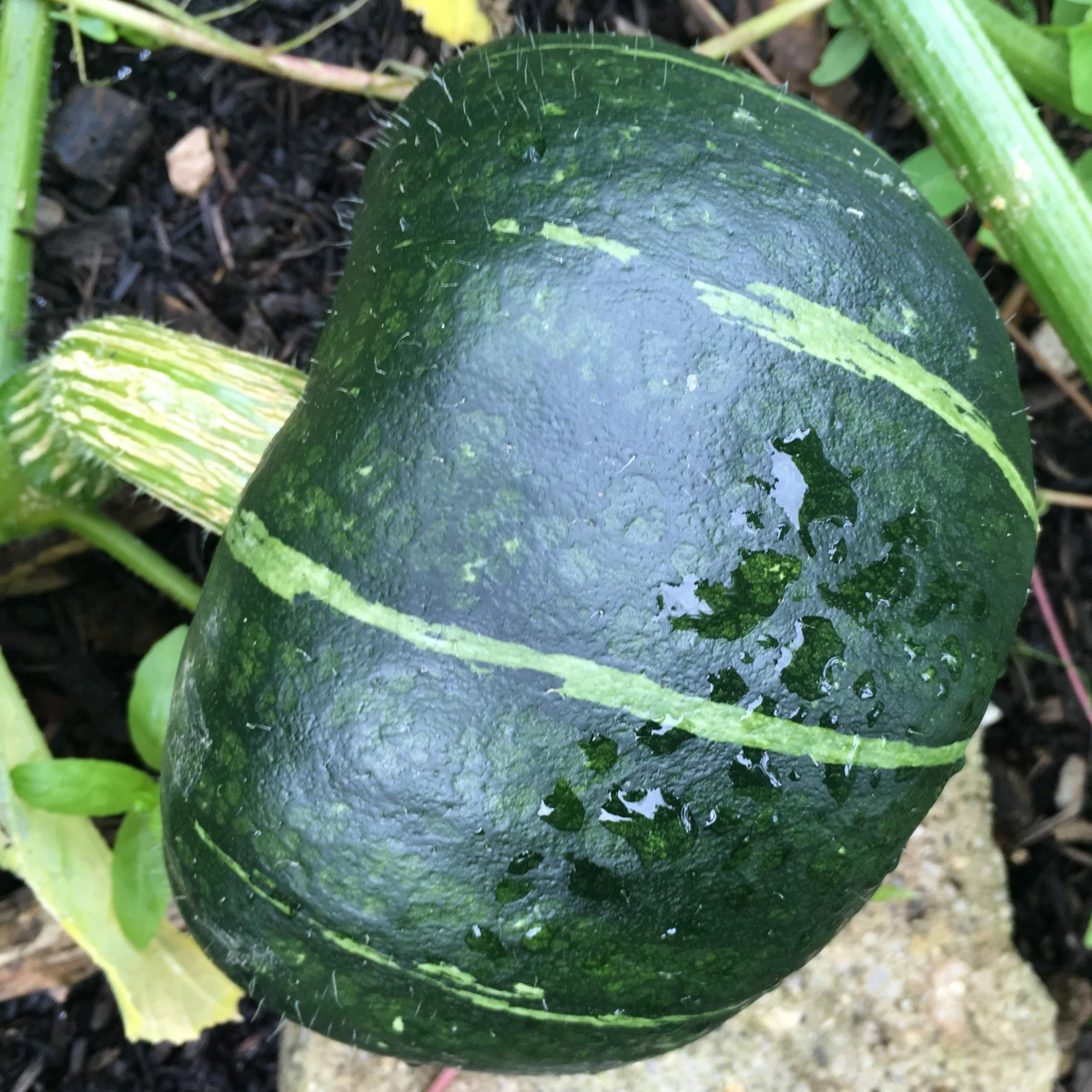 Roots Plants 3 Organic 'Honey Bear' Winter Squash Plants 6 Roots Plants 3 Organic 'Honey Bear' Winter Squash Plants