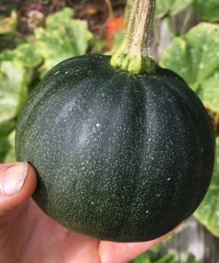 Roots Plants 3 Organic 'Honey Bear' Winter Squash Plants 13 Roots Plants 3 Organic 'Honey Bear' Winter Squash Plants