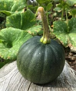 Roots Plants 3 Organic'Honey Bear' Winter Squash Plants