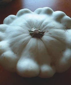 Roots Plants 3 Organic 'Custard White' Summer Squash Plants