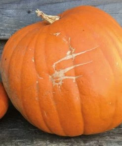 Roots Plants 3 Organic'Jack O' Lantern' Pumpkin Plants All Vegetable Plants