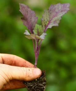 Roots Plants 10 Organic 'Delicacy Purple' Kohl Rabi Plants