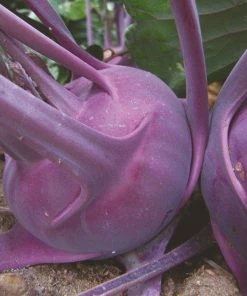 Roots Plants 10 Organic 'Delicacy Purple' Kohl Rabi Plants