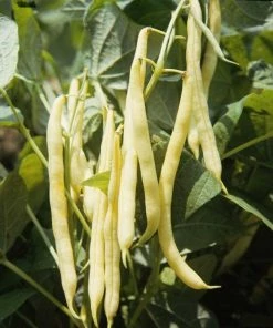 Roots Plants 10 Organic 'Orinoco' Dwarf French Bean Plants