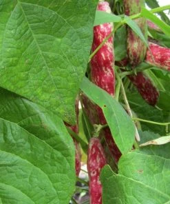 Roots Plants 10 Organic 'Barlotta Lingua Di Fuoco' Borlotti Bean Plants