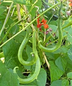 Roots Plants Peas & Beans 10 Organic 'Enorma' Runner Bean Plants