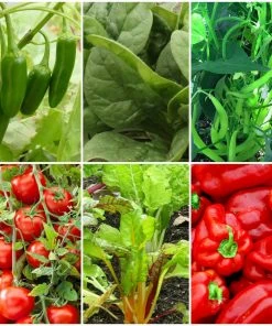 Roots Plants 41 Vegetables Plants For Pots | Tomatoes, Peppers & More