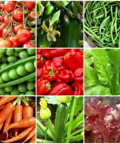 Roots Plants All Vegetable Plants Best Vegetable Plants Collection | Growers Choice