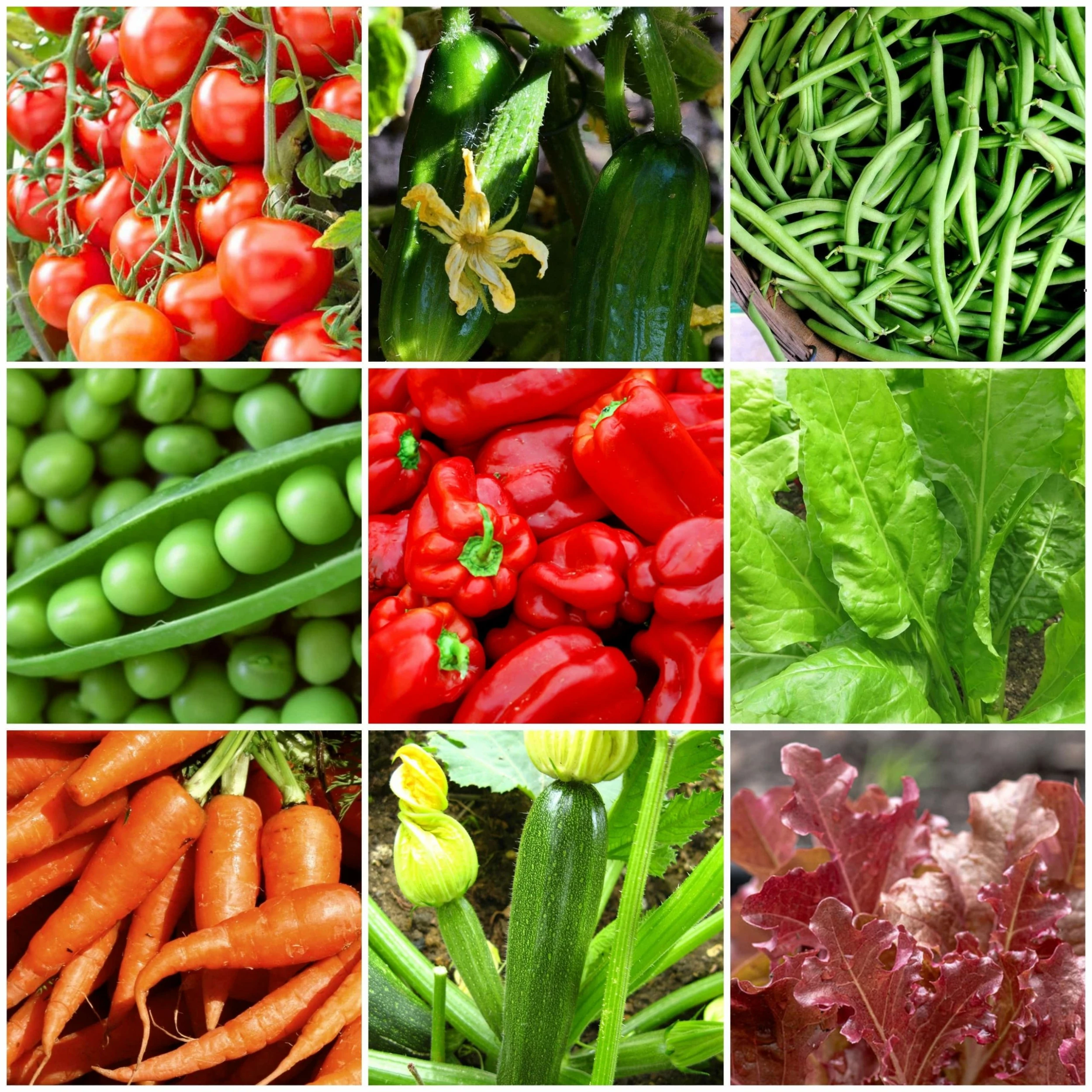 Roots Plants All Vegetable Plants Best Vegetable Plants Collection | Growers Choice 3 Roots Plants All Vegetable Plants Best Vegetable Plants Collection | Growers Choice