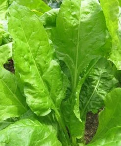 Roots Plants Brassicas & Leafy Greens 10 Organic 'Perpetual' Spinach Plants