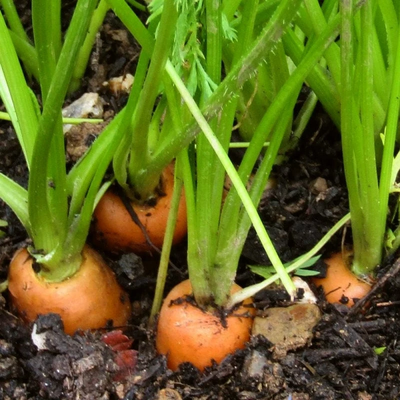 Roots Plants All Vegetable Plants Best Vegetable Plants Collection | Growers Choice 11 Roots Plants All Vegetable Plants Best Vegetable Plants Collection | Growers Choice