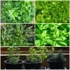Roots Plants All Vegetable Plants 12 Organic Indoor Herb Plants