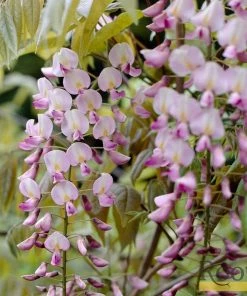 Roots Plants Wisteria Floribunda 'Rosea' | On A 90cm Cane In A 3L Pot