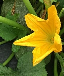 Roots Plants 3 Organic 'Custard White' Summer Squash Plants