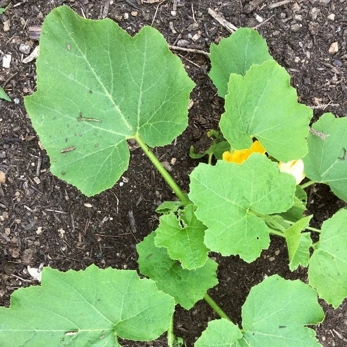 Roots Plants 3 Organic 'Uchiki Kuri' Winter Squash Plants Root Vegetables 8 Roots Plants 3 Organic 'Uchiki Kuri' Winter Squash Plants Root Vegetables