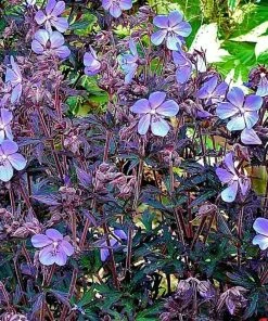 Roots Plants Geraniums & Pelargoniums Geranium 'Black Beauty' 3L Pot