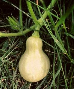 Roots Plants 3 Organic 'Waltham Butternut' Butternut Squash Plants Root Vegetables