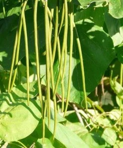 Roots Plants Indian Bean Tree | Catalpa Bignonioides 'Aurea' 12 Roots Plants Indian Bean Tree | Catalpa Bignonioides 'Aurea'
