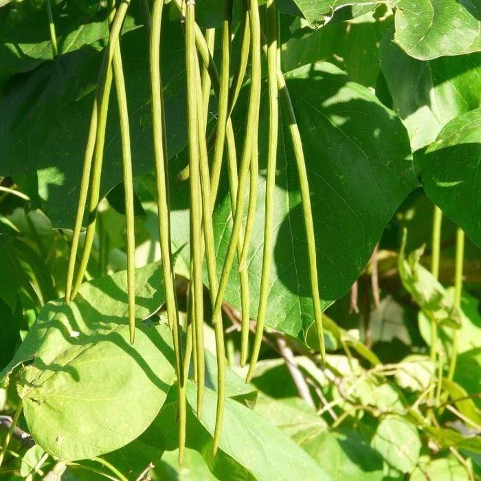 Roots Plants Indian Bean Tree | Catalpa Bignonioides 'Aurea' 6 Roots Plants Indian Bean Tree | Catalpa Bignonioides 'Aurea'