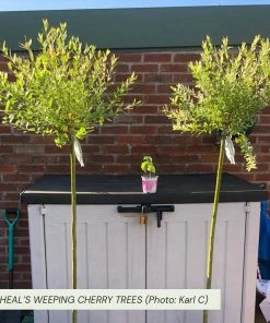 Roots Plants Trees & Shrubs Cheal's Weeping Cherry Blossom Tree | Prunus 'Kiku-Shidare' 12 Roots Plants Trees & Shrubs Cheal's Weeping Cherry Blossom Tree | Prunus 'Kiku-Shidare'