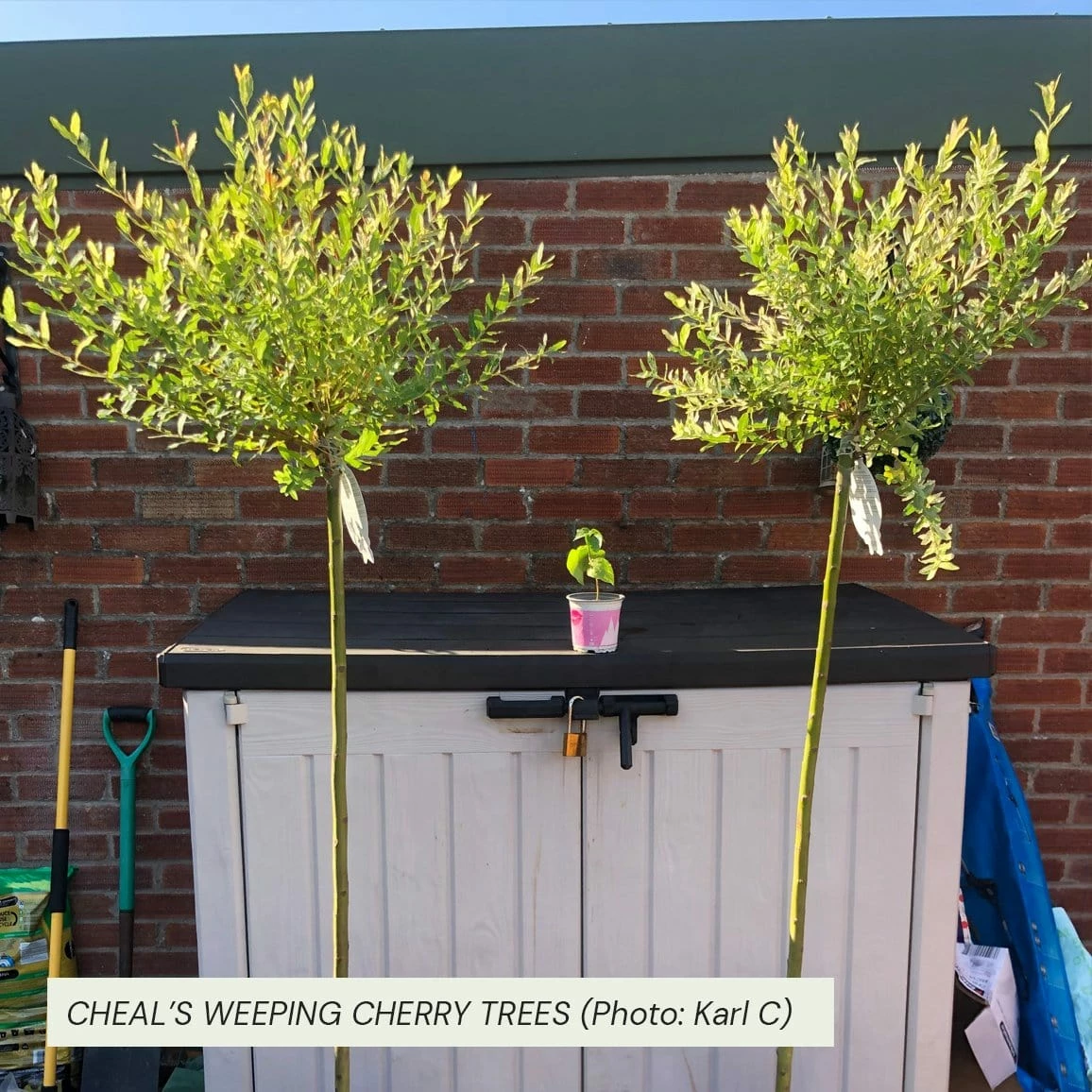 Roots Plants Trees & Shrubs Cheal's Weeping Cherry Blossom Tree | Prunus 'Kiku-Shidare' 7 Roots Plants Trees & Shrubs Cheal's Weeping Cherry Blossom Tree | Prunus 'Kiku-Shidare'