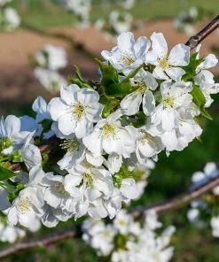 Roots Plants Fruits Sunburst Cherry Tree 11 Roots Plants Fruits Sunburst Cherry Tree