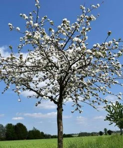 Roots Plants May Duke Cherry Tree Fruits