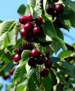 Roots Plants Fruits Sunburst Cherry Tree 13 Roots Plants Fruits Sunburst Cherry Tree