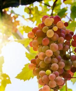 Roots Plants Fruits 90cm 'Crimson' Seedless Grape Vine | 3L Pot