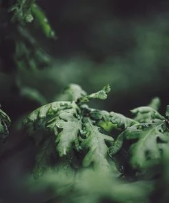 Roots Plants English Oak Tree | Quercus Robur Trees & Shrubs