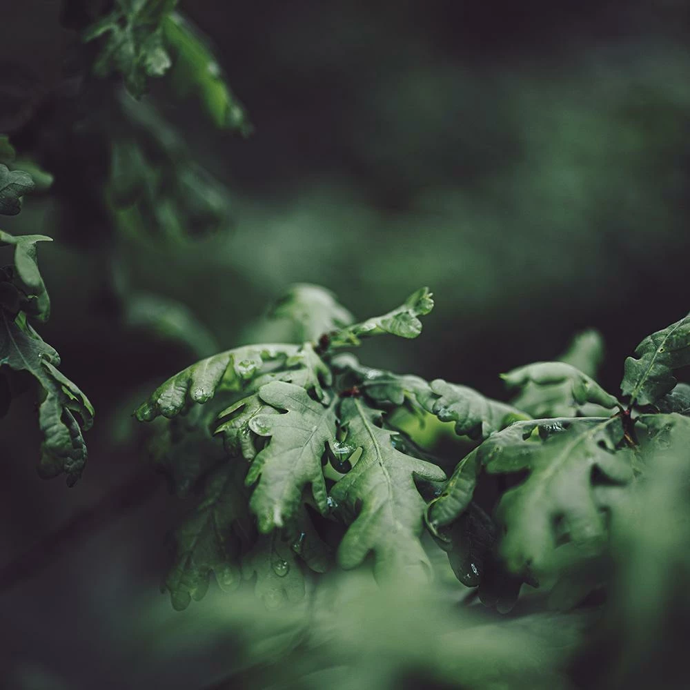 Roots Plants English Oak Tree | Quercus Robur Trees & Shrubs 4 Roots Plants English Oak Tree | Quercus Robur Trees & Shrubs